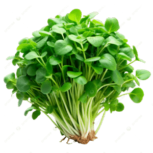 champiñones shitake