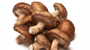 Inicio Champiñones Shitake